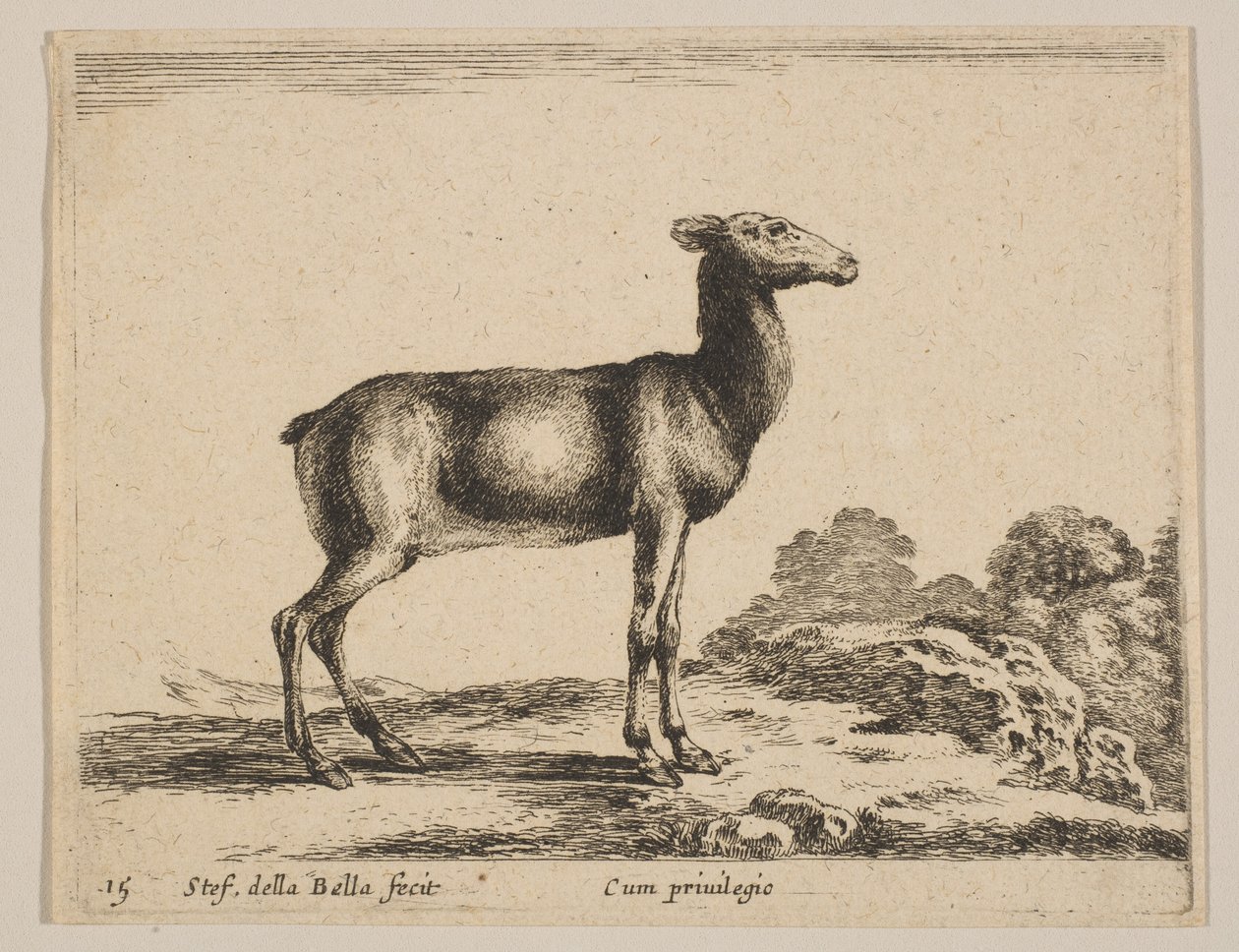 Plate 15: Doe, from 