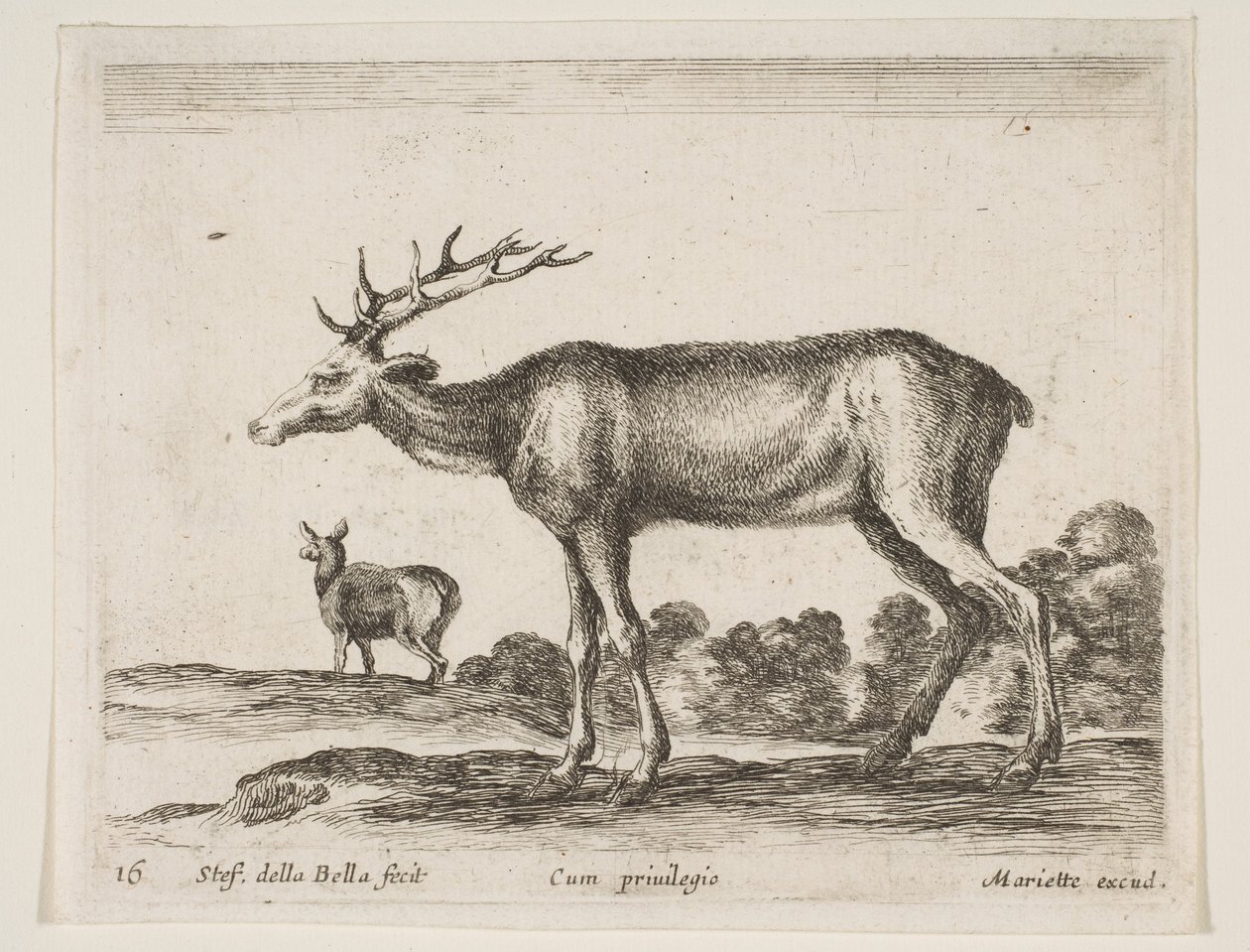 Stag (from Various Animals Diversi Animali) by Stefano della Bella