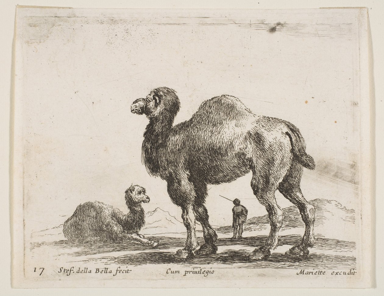Plate 17: camels, from Various animals by Stefano della Bella