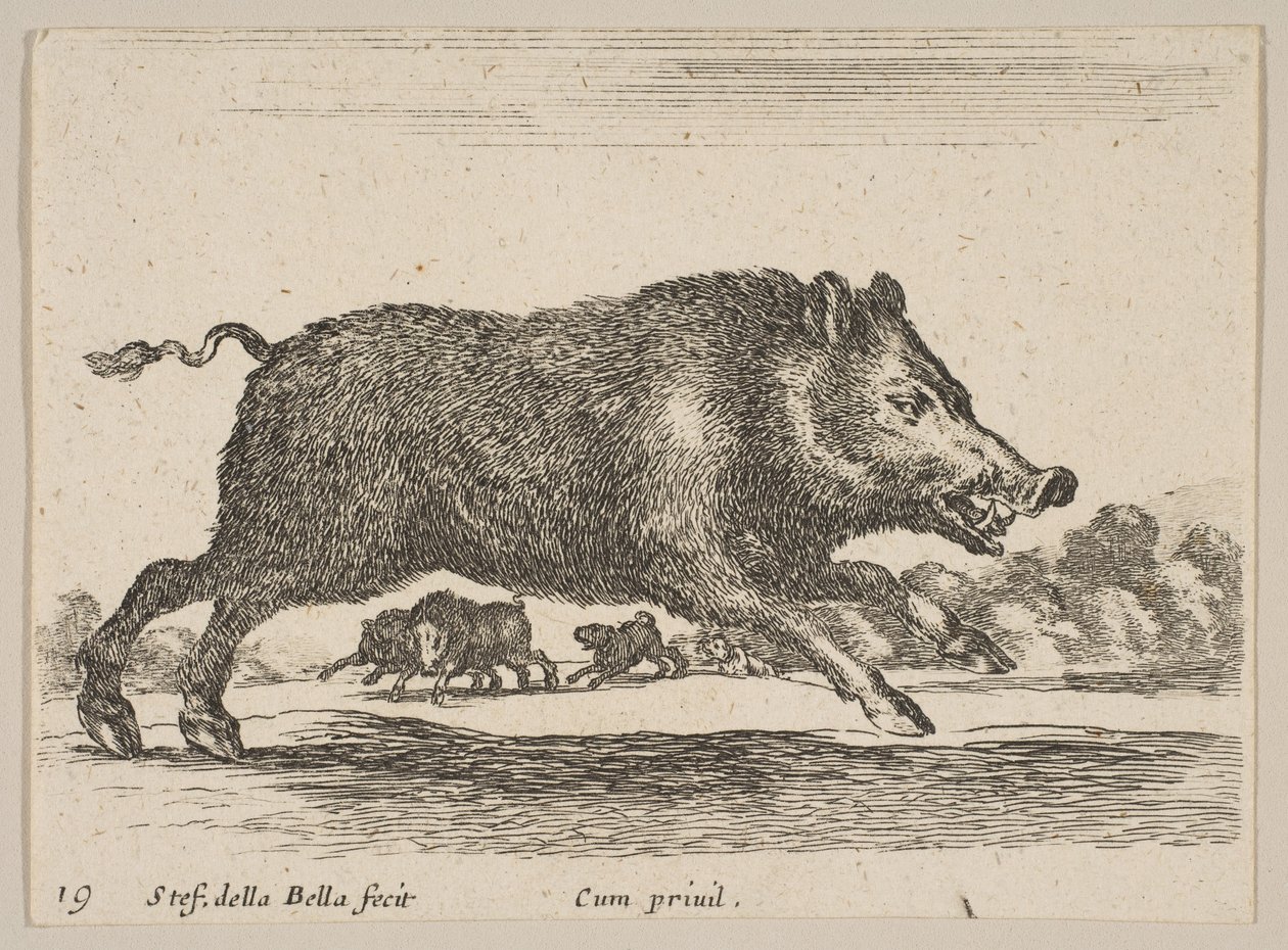 Plate 19: Wild Boar, from Various Animals by Stefano della Bella