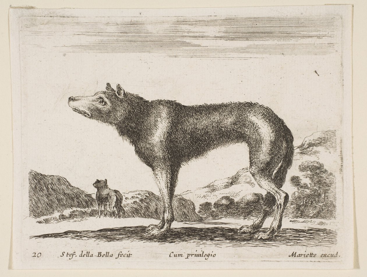 Plate 20: Wolf, from Various Animals by Stefano della Bella