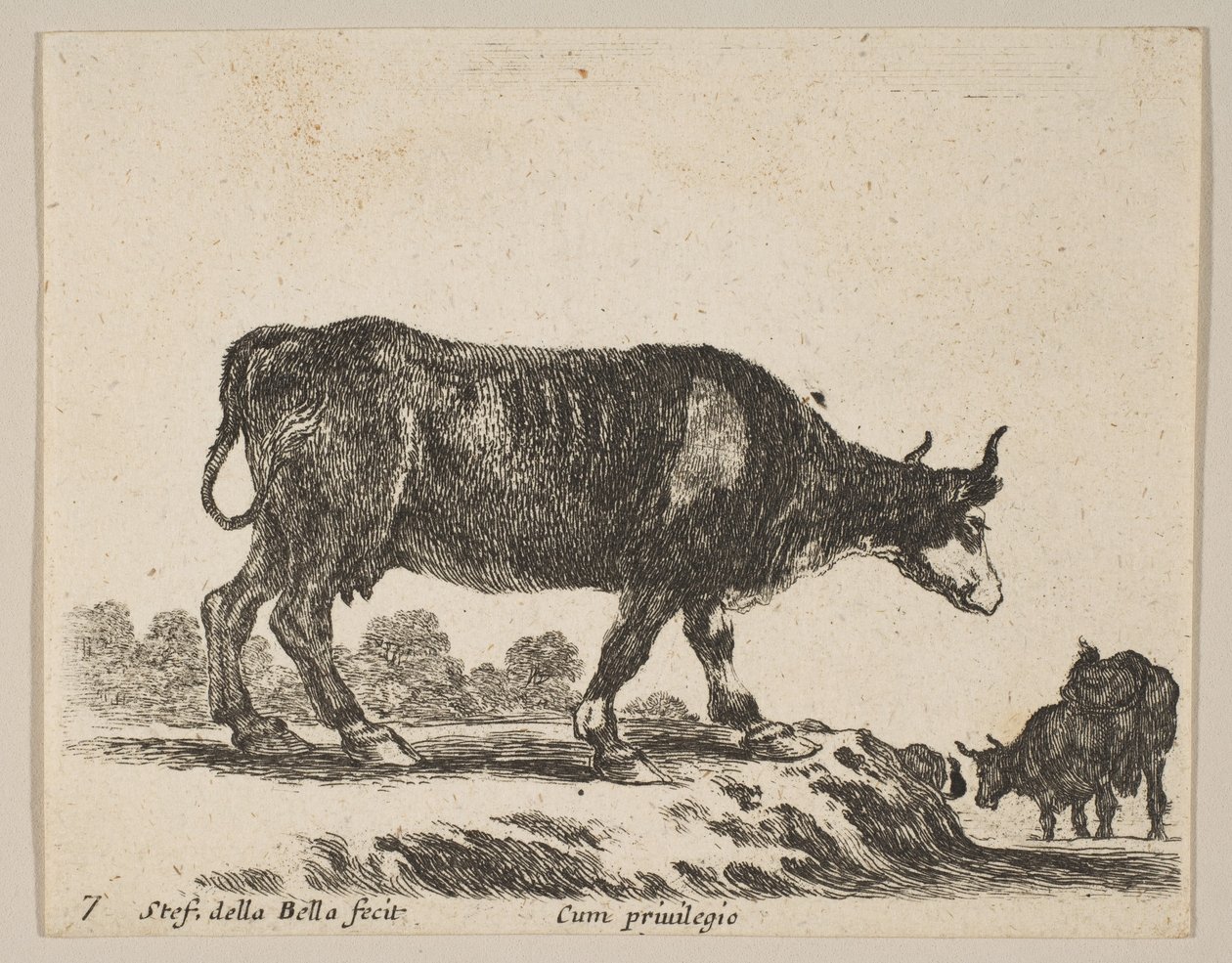 Cow, from Various Animals by Stefano della Bella