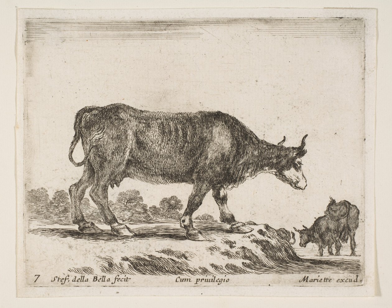 Plate 7: Ox, from Various Animals by Stefano della Bella