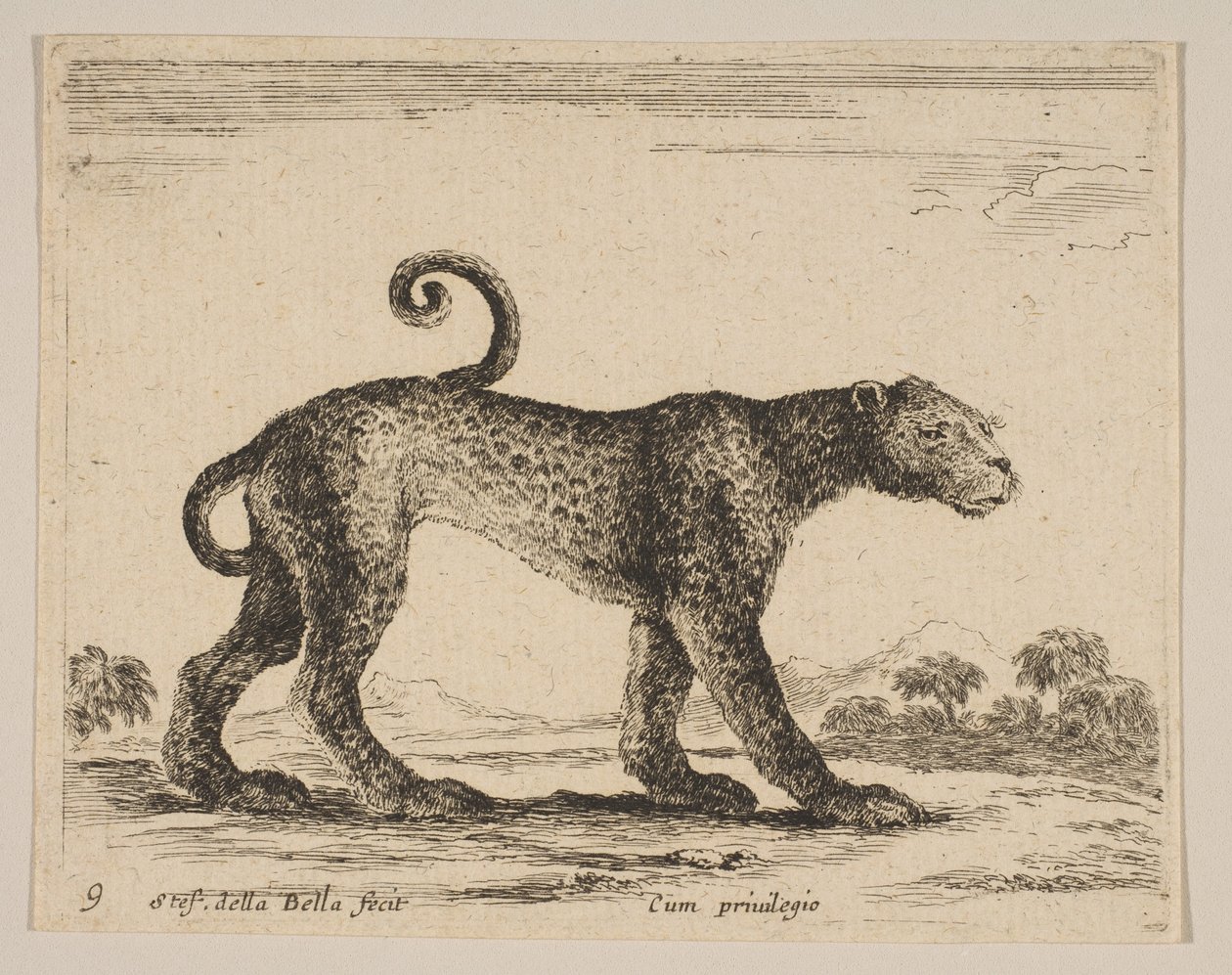 Leopard, from Various Animals (Diversi Animali) by Stefano della Bella
