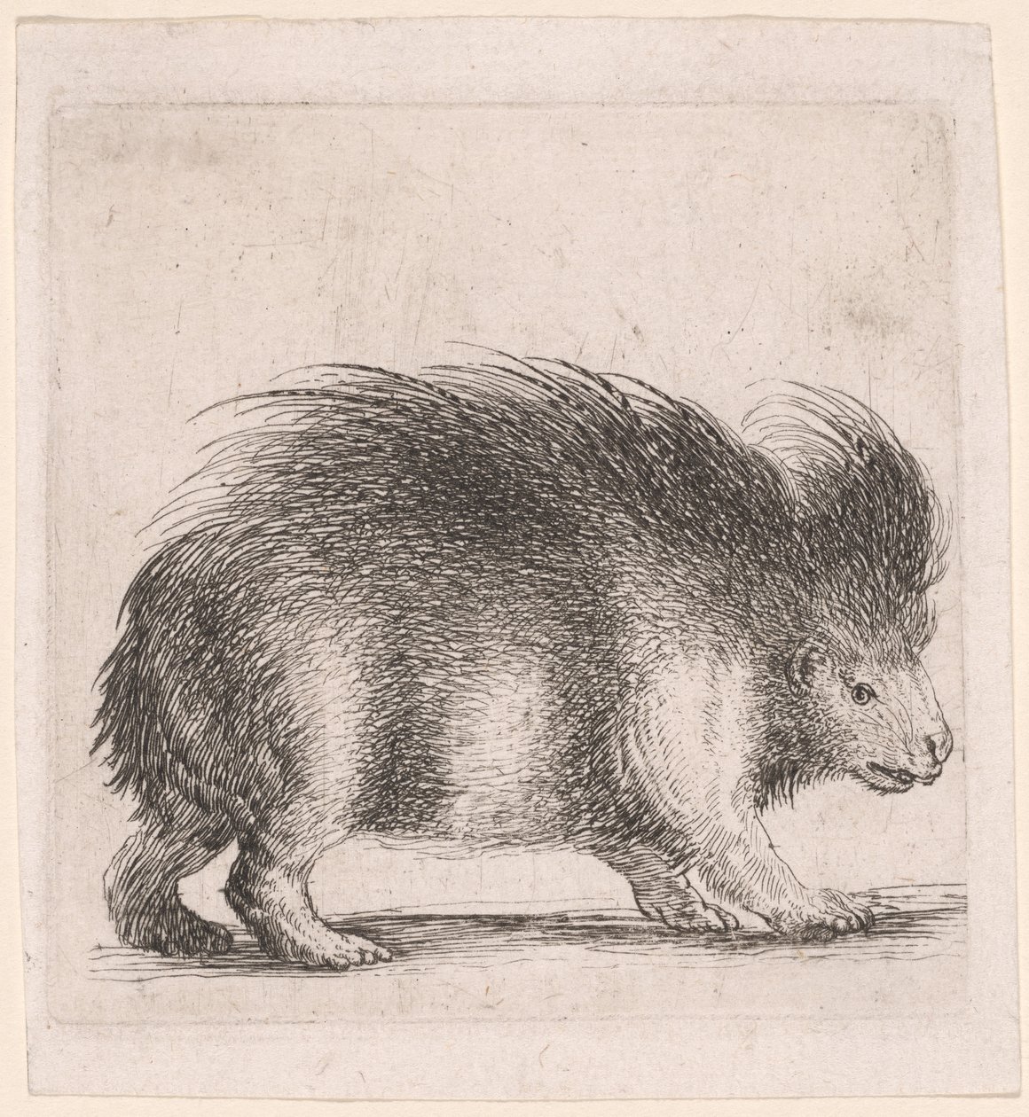 Porcupine, Facing Right by Stefano della Bella