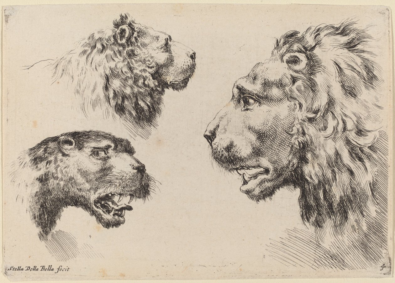 Three Lion Heads by Stefano della Bella