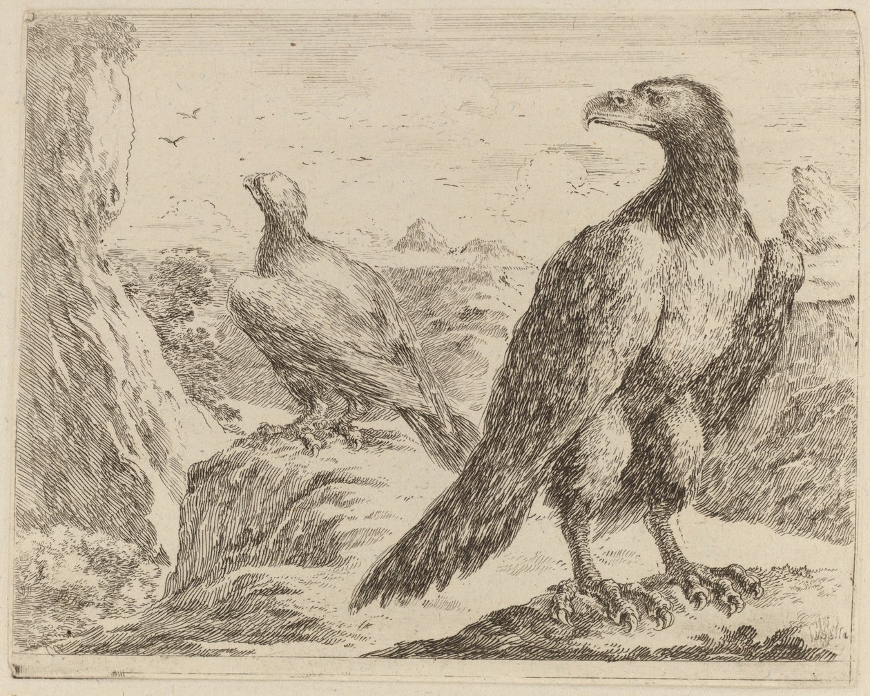 Two Eagles, Both with Heads Turned to the Left by Stefano della Bella