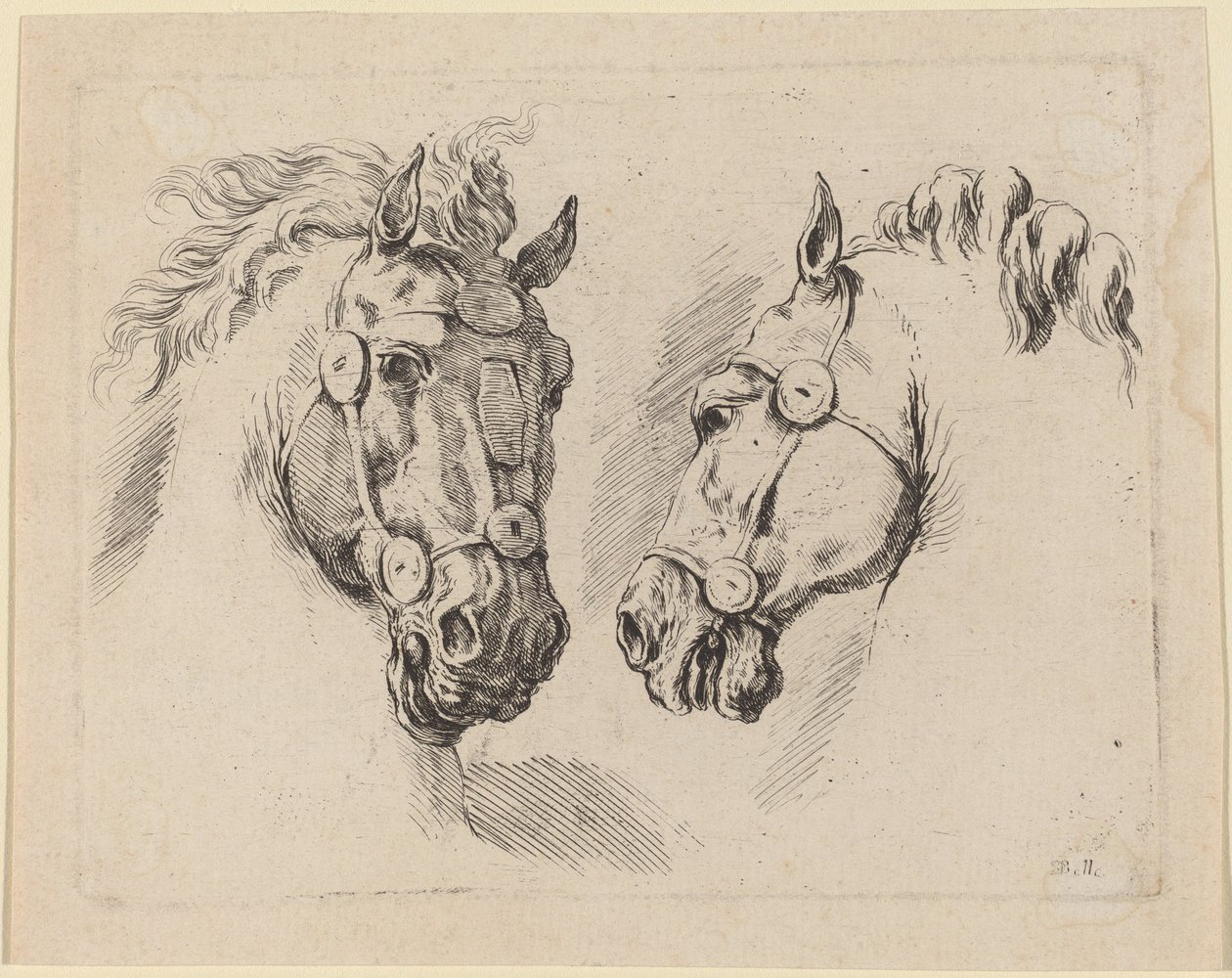 Two Horse Heads by Stefano della Bella
