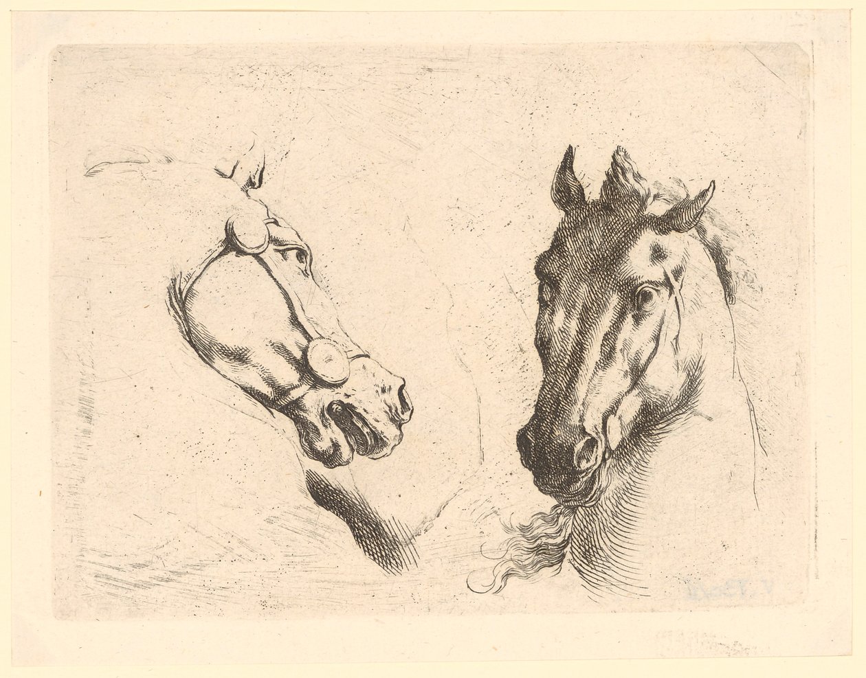 Two Horse Heads, Plate 1 from the Series "Various Animal Heads" by Stefano della Bella
