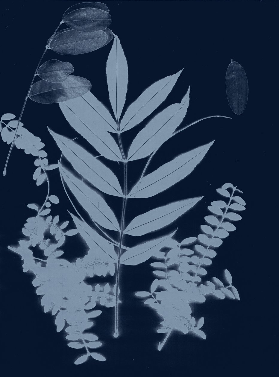 Cyan Foliage 01 by Stephen Dow