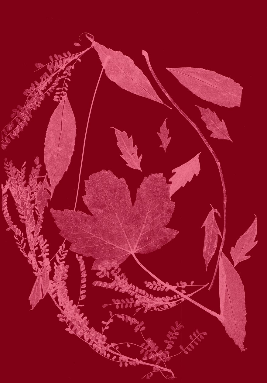 Red Foliage by Stephen Dow
