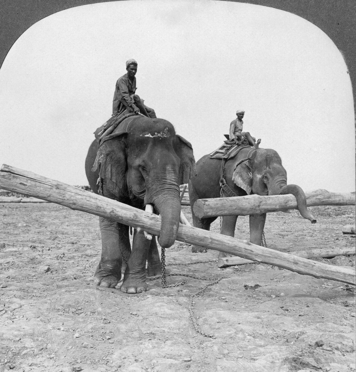 Elephants Working in a Lumber Yard, Rangoon, Burma by Stereo Travel Co