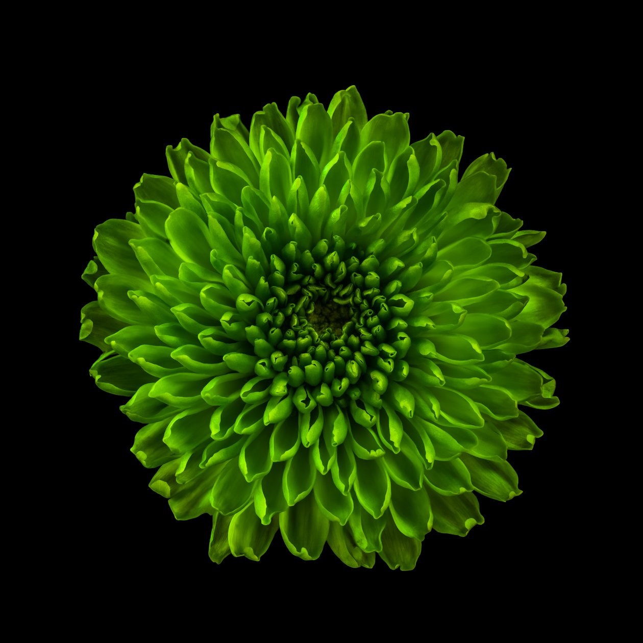 Chrysanthemum No. 01, 2020 by Steve Gallagher