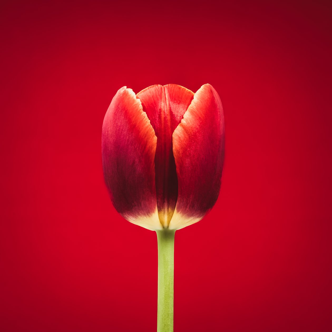 Portrait of a Singular Red Tulip on a Red Background by Steve Gallagher