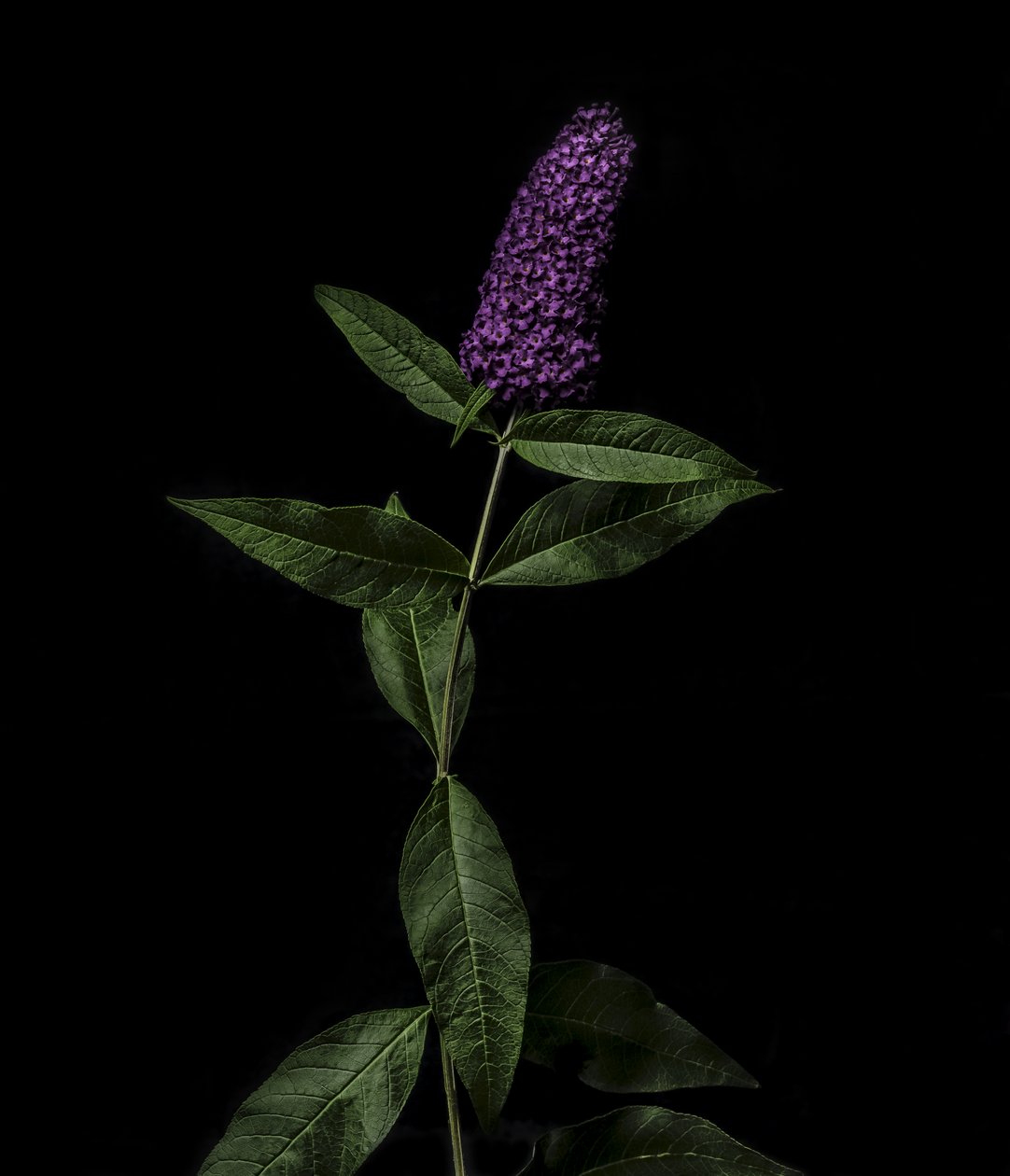 Purple Buddleja, 2020 by Steve Gallagher