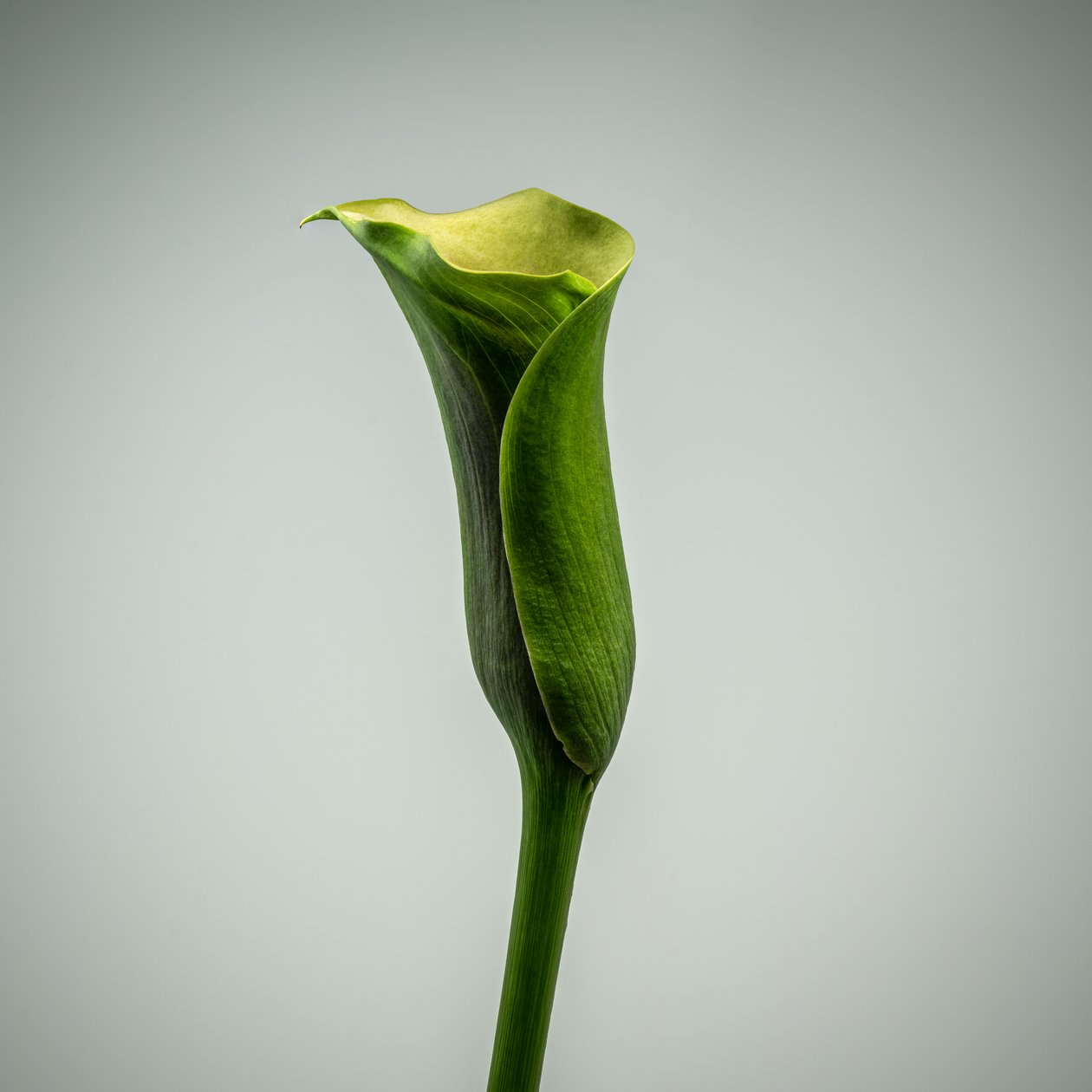 Single Green Calla Lily by Steve Gallagher