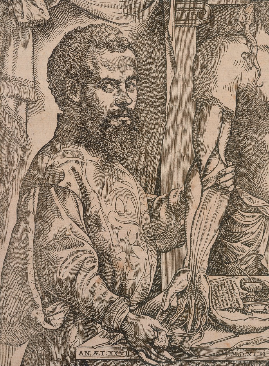 Andreas Vesalius dissecting the muscles of the forearm of a cadaver by Steven van Calcar