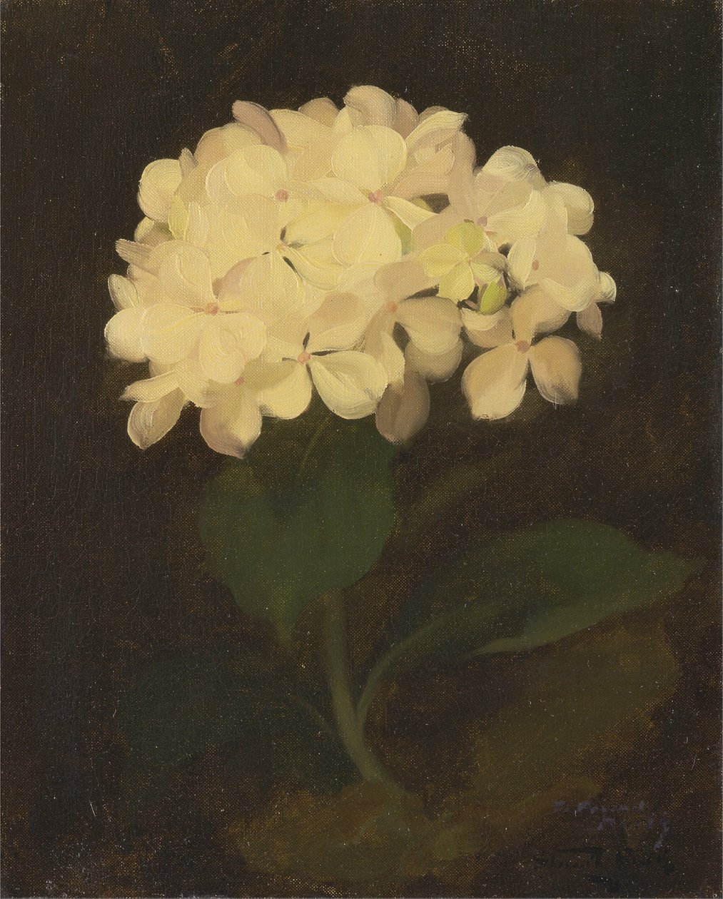 White Hydrangea by James Stuart Park