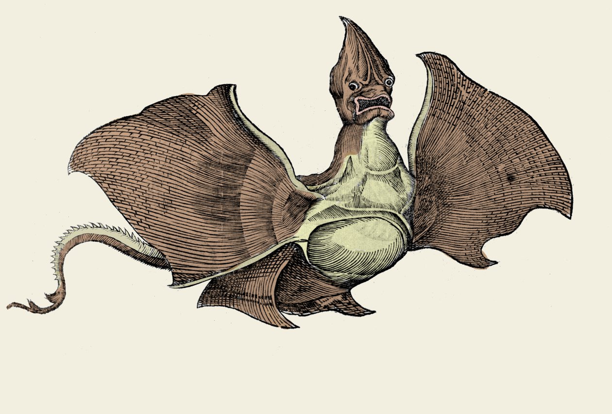 Fantastical Sea Monster, illustration from 