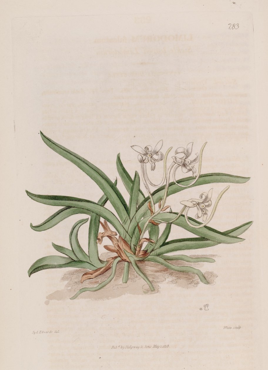 Illustration of Neofinetia falcata (as syn. Limodorum falcatum) by Sydenham Teast Edwards
