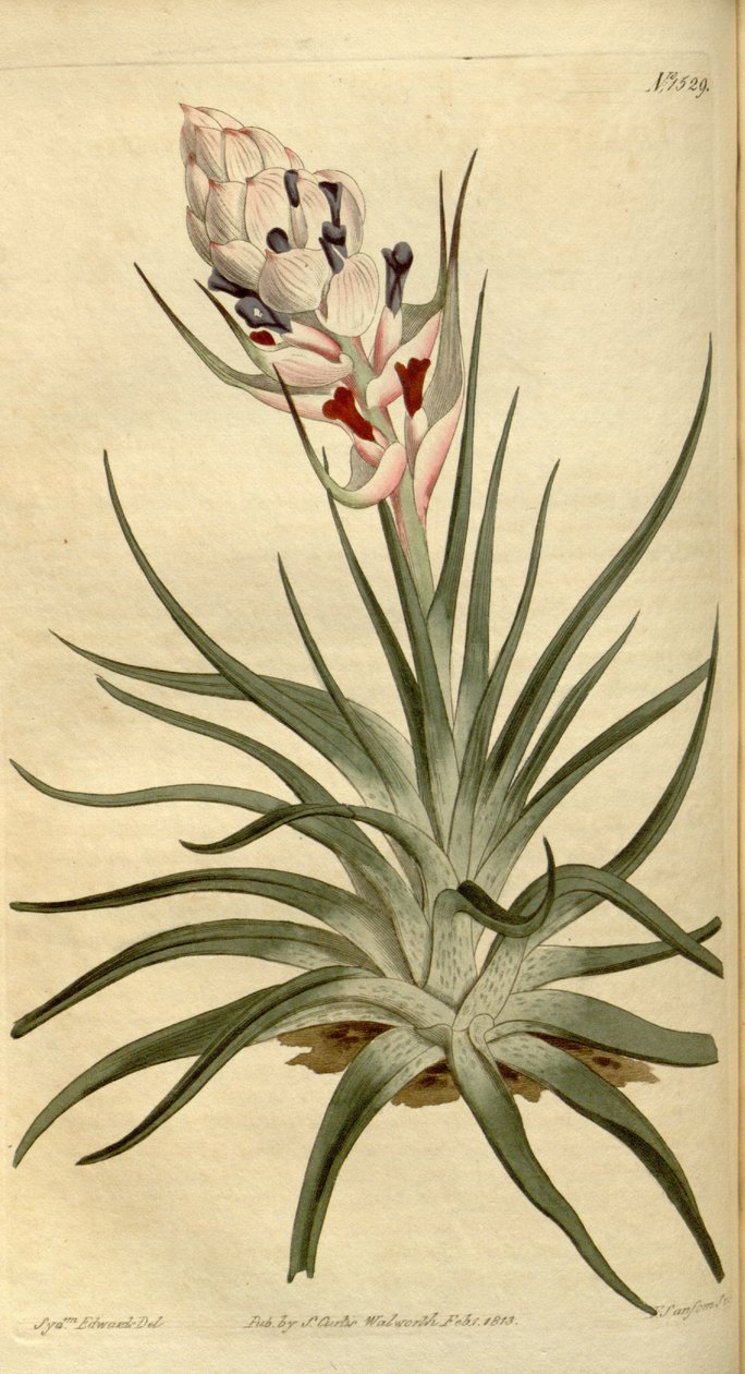 Illustration of Tillandsia stricta by Sydenham Teast Edwards