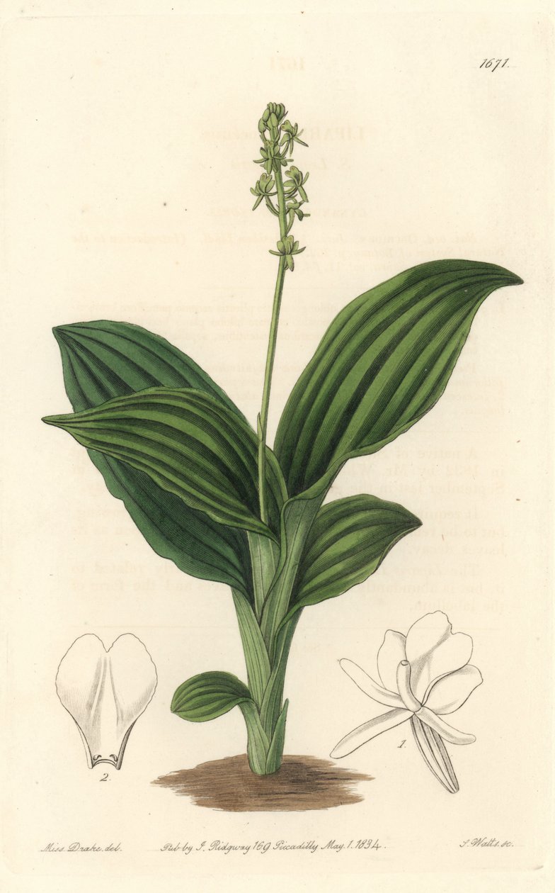 African Liparis Orchid by Sydenham Teast Edwards
