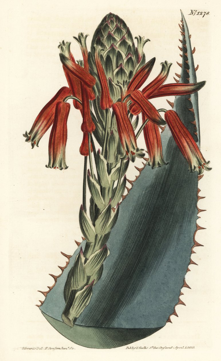 Blue aloe, Aloe glauca (Red-spined glaucous aloe, Aloe rhodacantha) by Sydenham Teast Edwards
