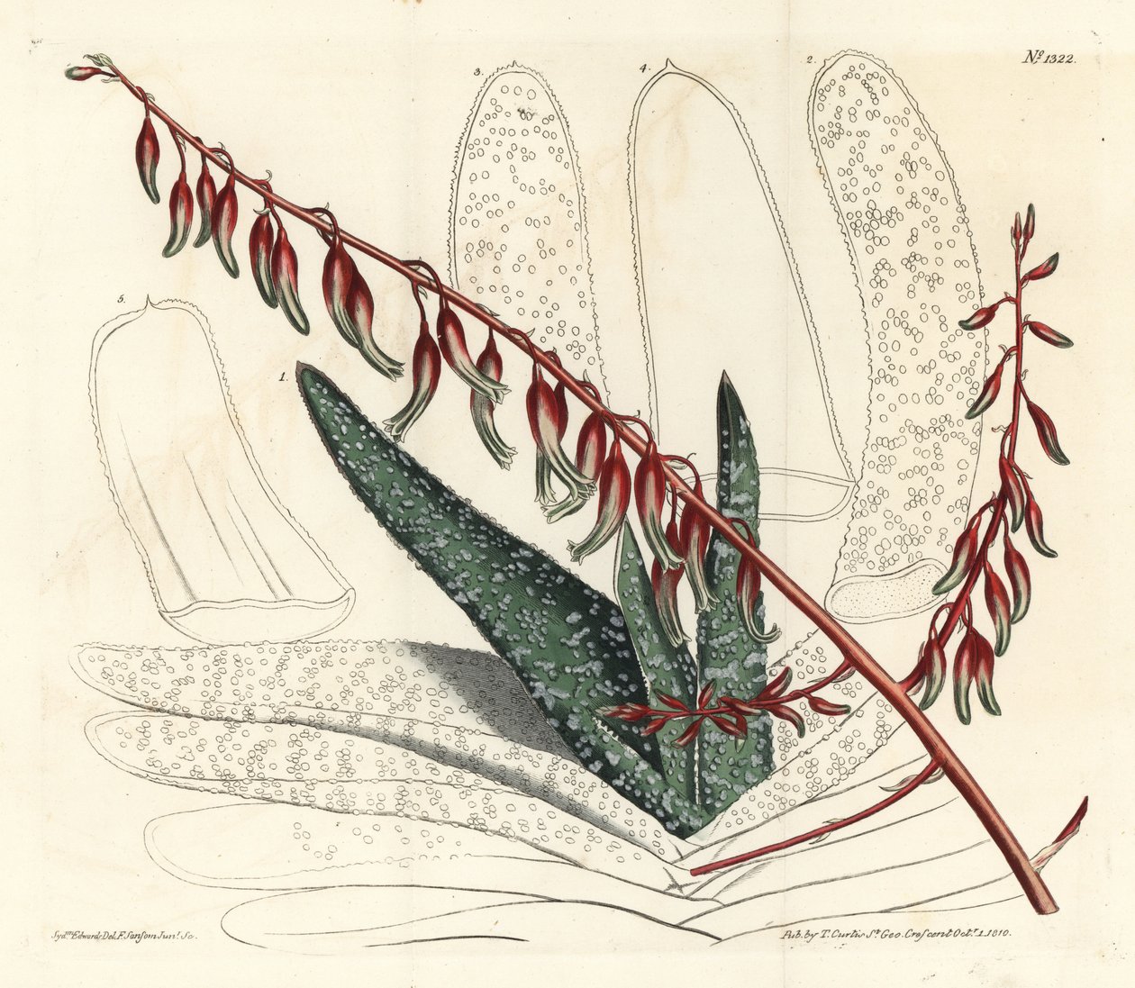 Fan aloe, Aloe plicatilis (Tongue aloe, Aloe lingua) by Sydenham Teast Edwards