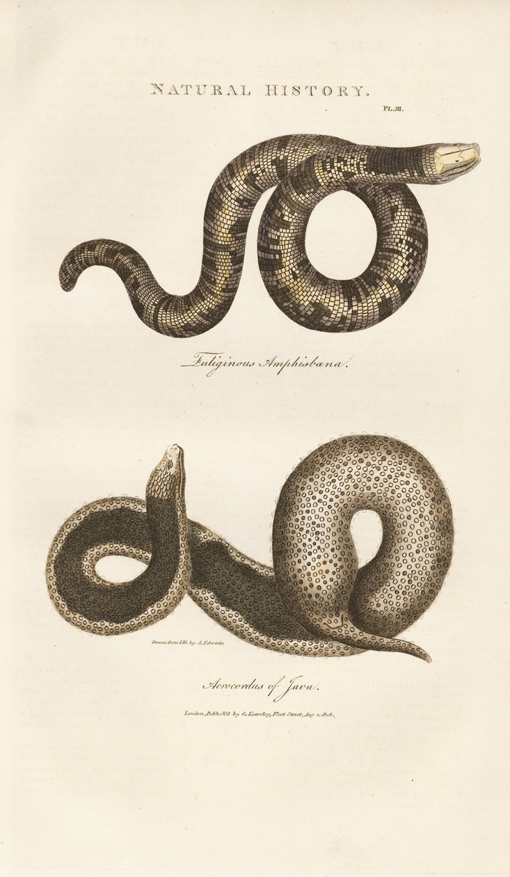 Amphisbaena and Javan Wart Snake by Sydenham Teast Edwards