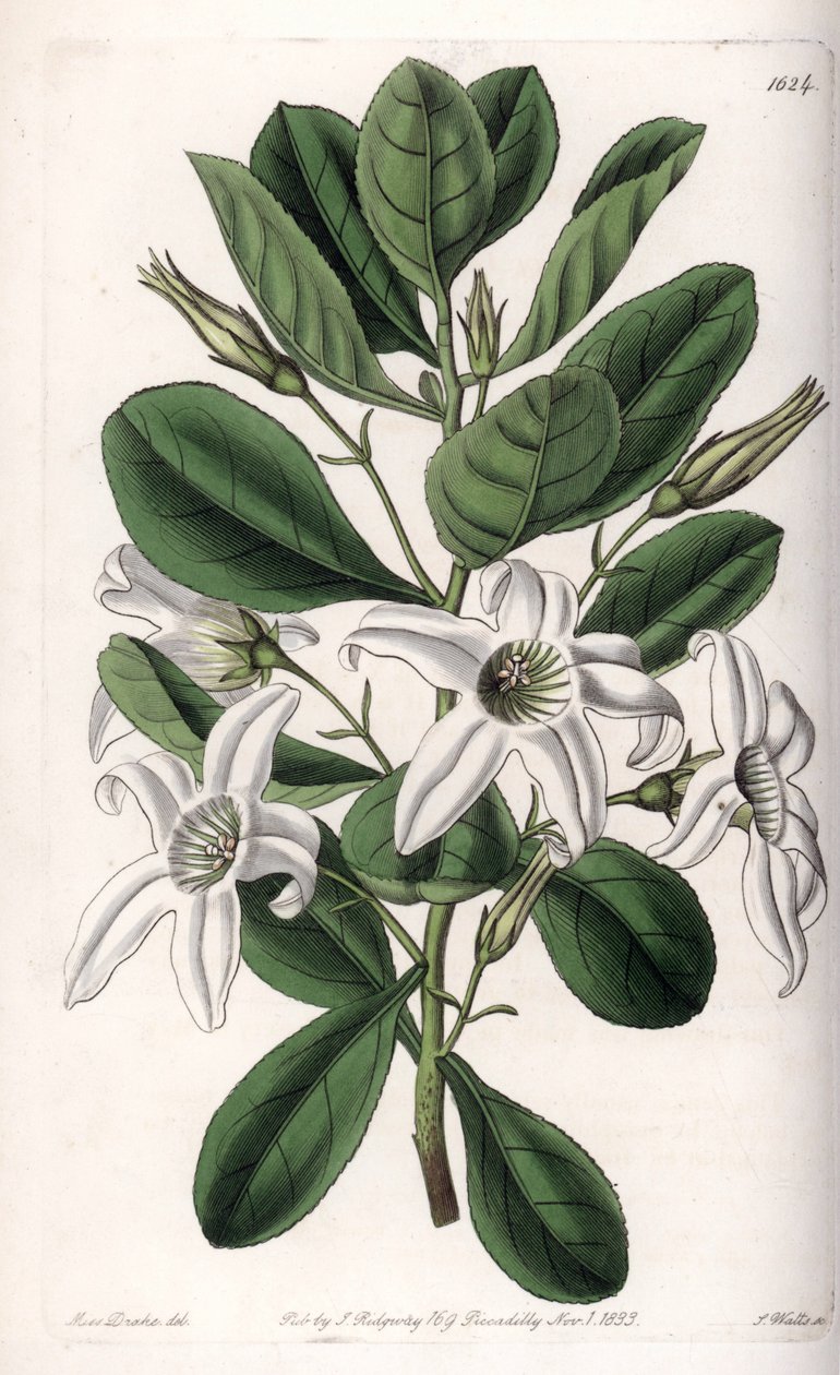 Anthocercis Variete, Native to Australia by Sydenham Teast Edwards
