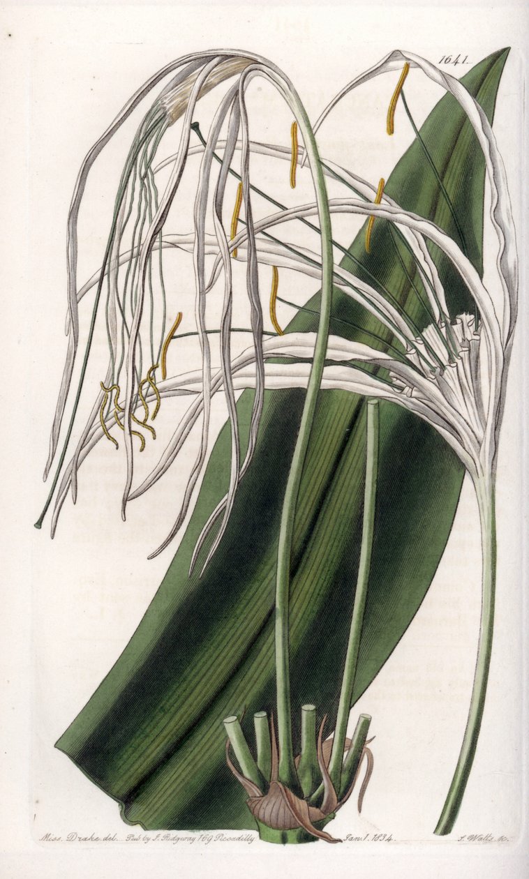 Araignee lily or sea daffodil or sea lily by Sydenham Teast Edwards