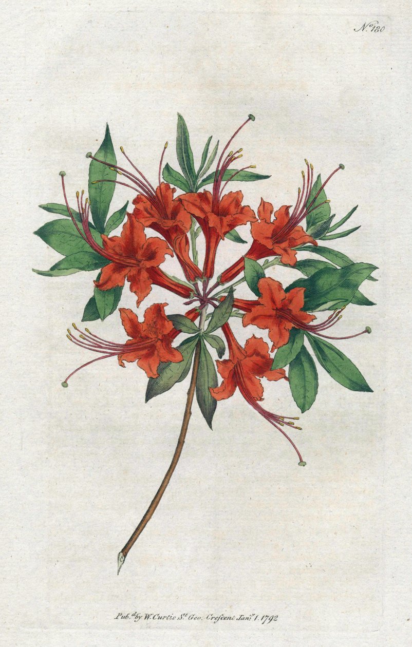 Azalea with Bare Flowers from the Botanical Magazine by William Curtis by Sydenham Teast Edwards