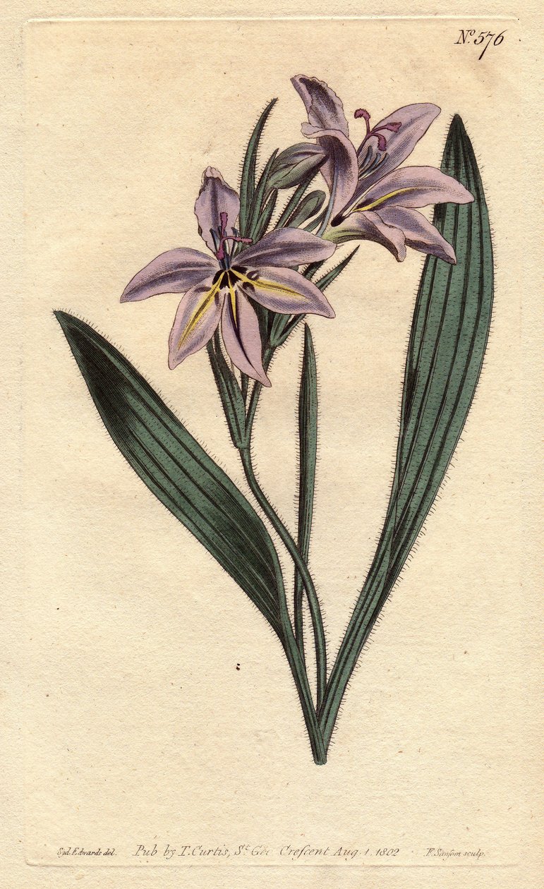 Sweet Scented Babiana with Pale Lilac Flowers. Babiana Plicata. Handcoloured Copperplate Engraving from a Botanical Illustration by Sydenham Edwards from William Curtis