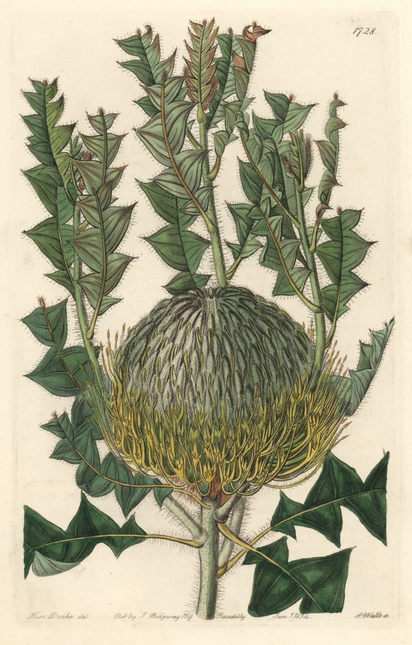 Banksia speciosa, originally from Australia by Sydenham Teast Edwards