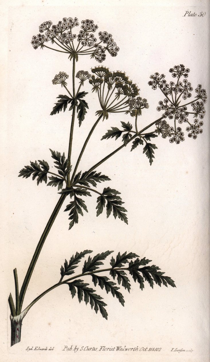 Big Hemlock by Sydenham Teast Edwards