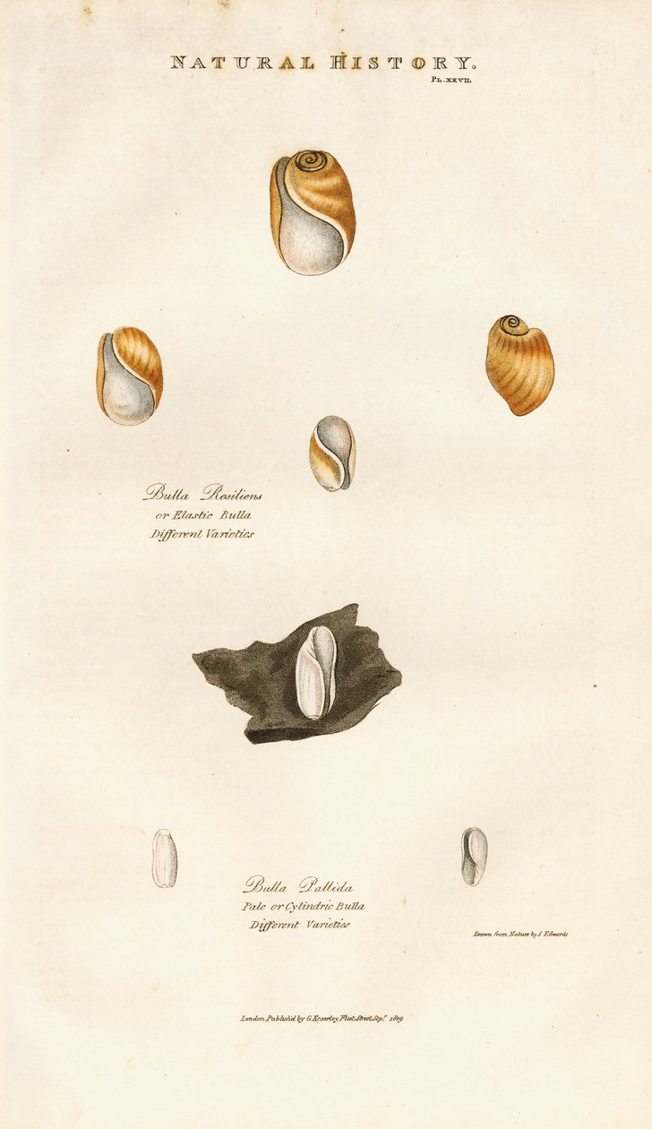 Bubble Shells of Various Species by Sydenham Teast Edwards