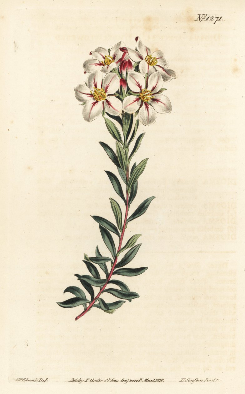 Buchu, Adenandra villosa (Umbel-flowered diosma, Diosma speciosa) by Sydenham Teast Edwards