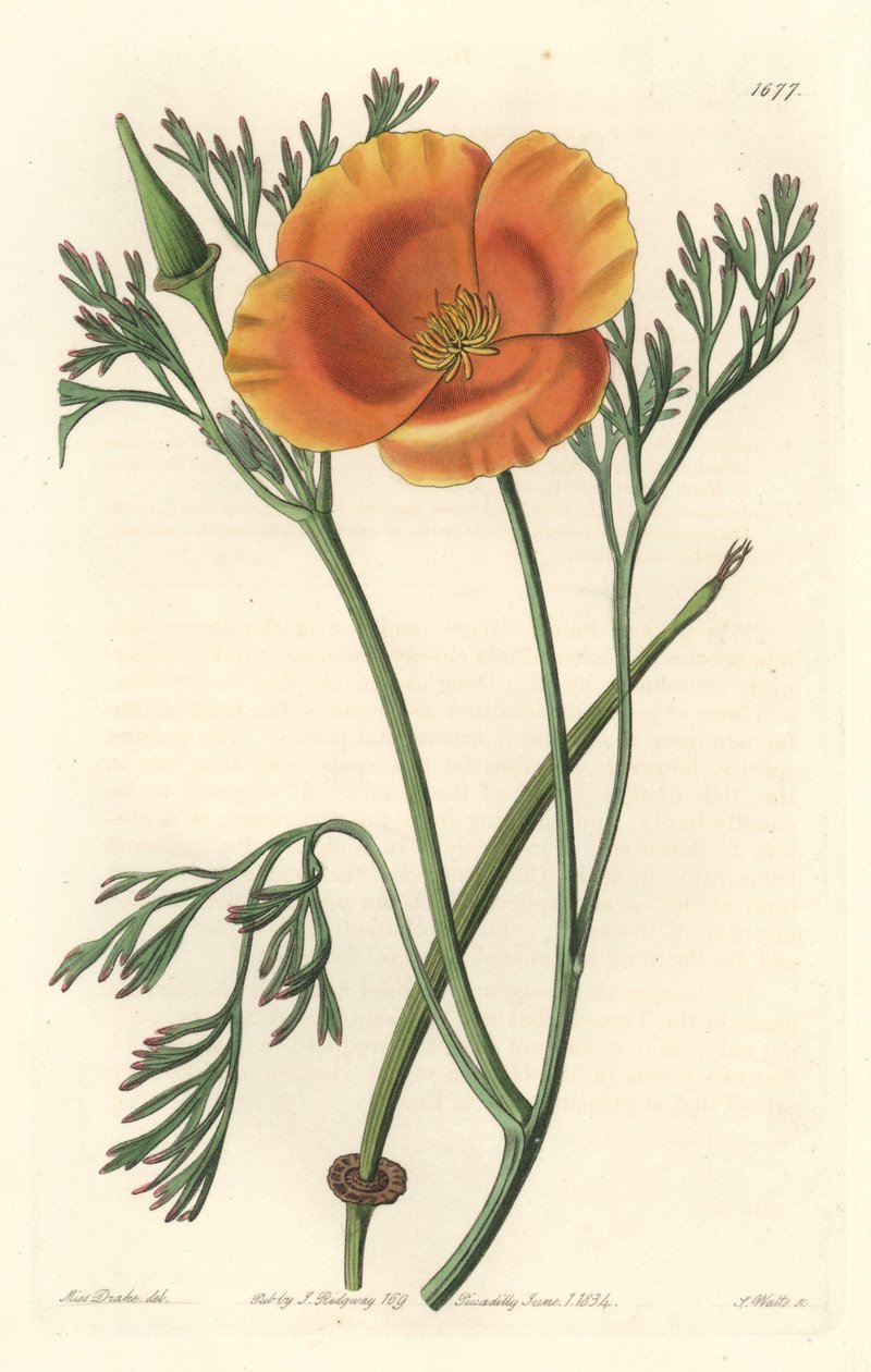 California Poppy by Sydenham Teast Edwards