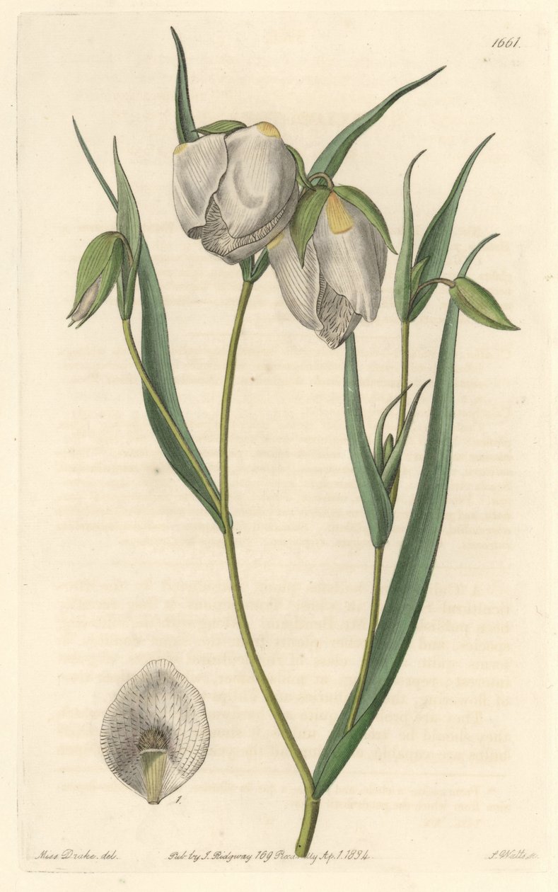 Calochorte with White Flowers by Sydenham Teast Edwards