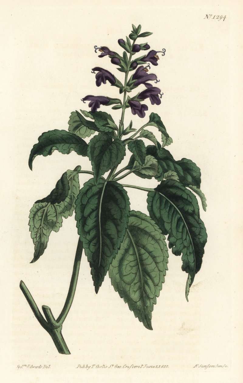 Caribbean Sage - Salvia lamiifolia (Purple-flowered sage, Salvia amoena) by Sydenham Teast Edwards