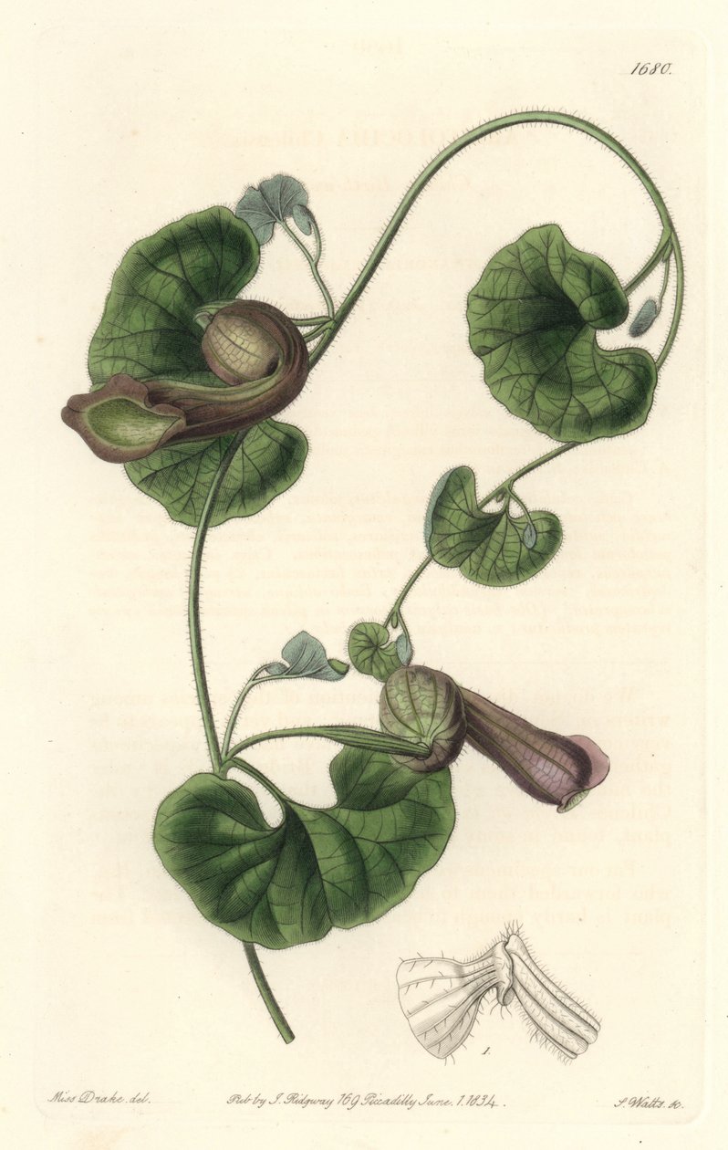 Chilean Aristolochia or Fox Ears by Sydenham Teast Edwards