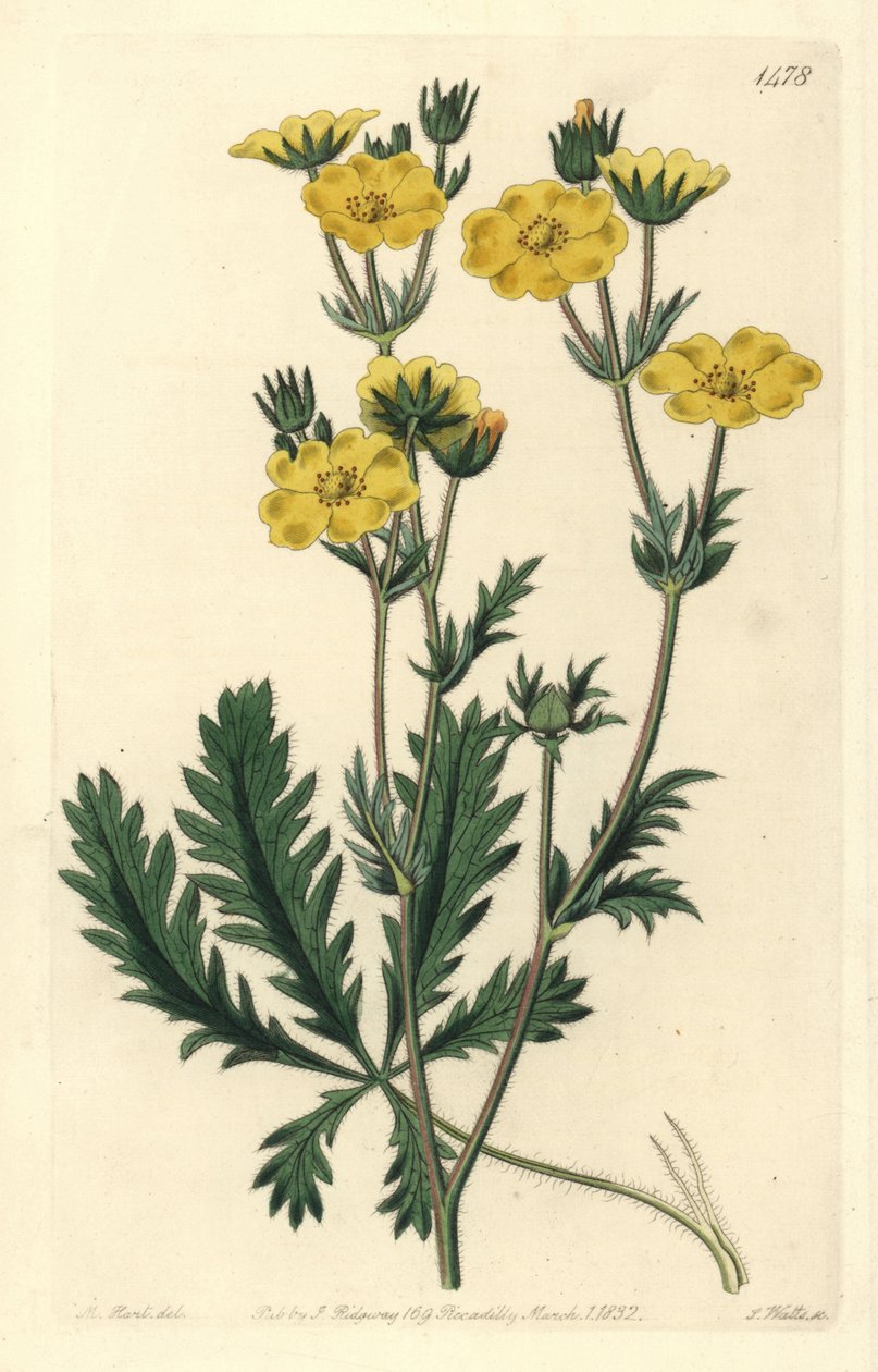 Jagged-leaved Cinquefoil, Potentilla Laciniosa. Handcoloured Copperplate Engraving by S. Watts after an Illustration by M. Hart from Sydenham Edwards