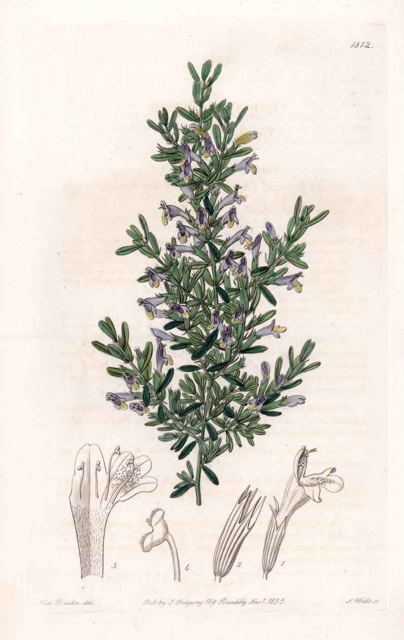 Clinopodium Variete by Sydenham Teast Edwards