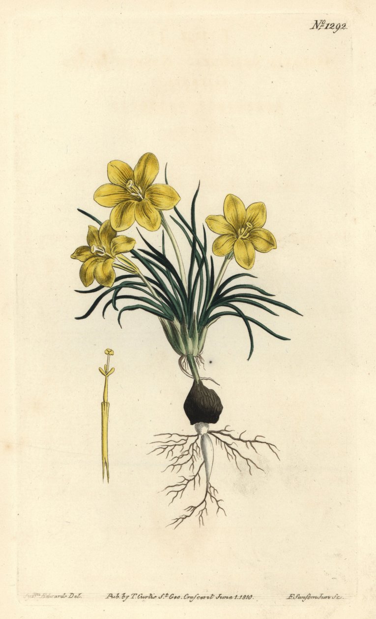 Clockflower from William Curtis
