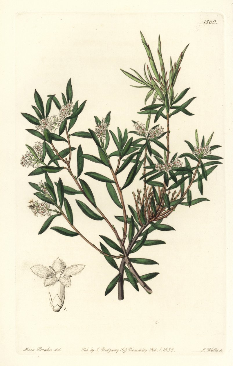 Coast Beard-Heath by Sydenham Teast Edwards