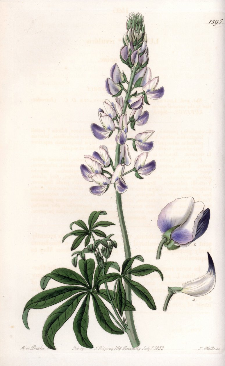 Common Riverbank Lupin by Sydenham Teast Edwards