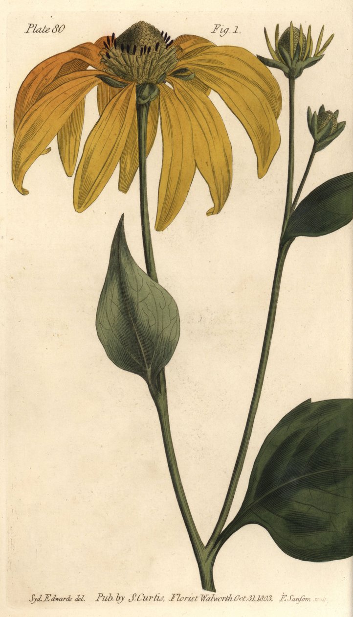 Coneflower or black-eyed-susan, Rudbeckia hirta by Sydenham Teast Edwards