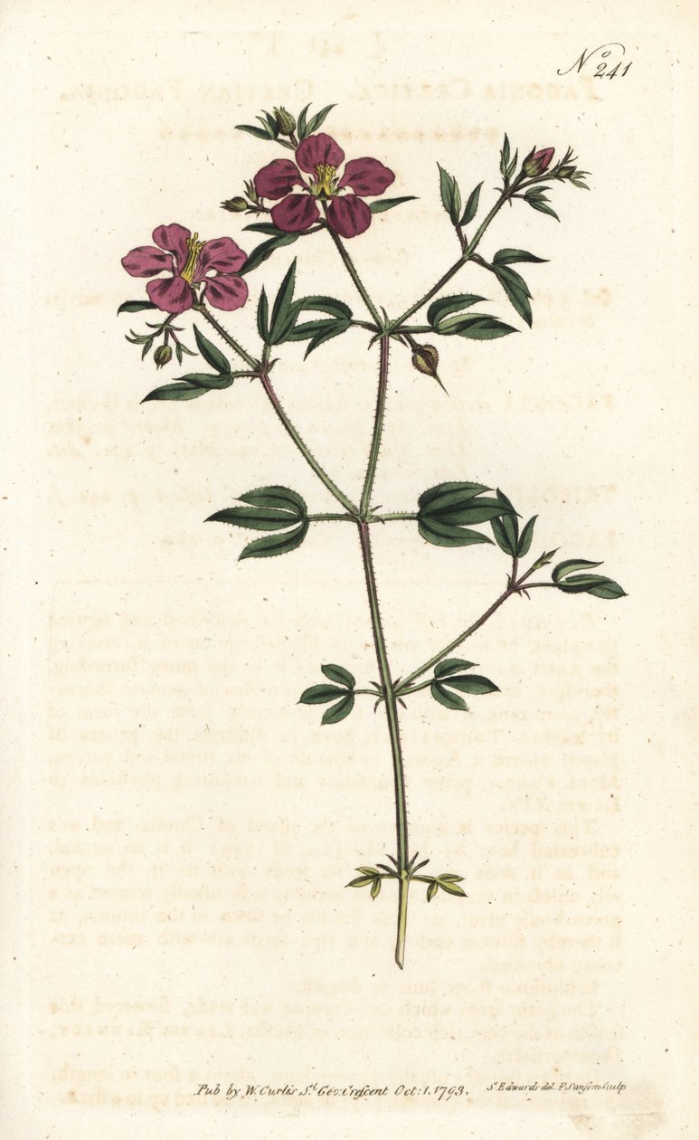 Cretian Fagonia by Sydenham Teast Edwards