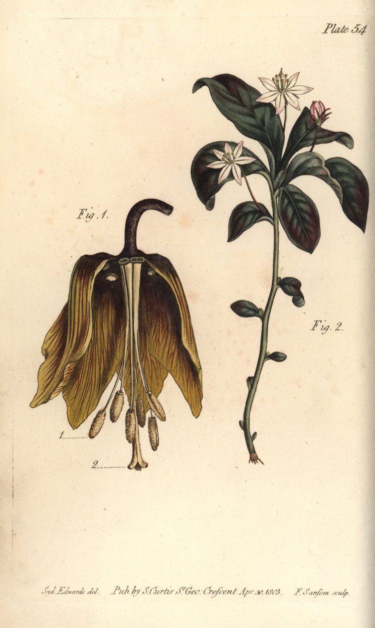 Crown imperial flower, Fritillaria imperialis, Haustrria by Sydenham Teast Edwards
