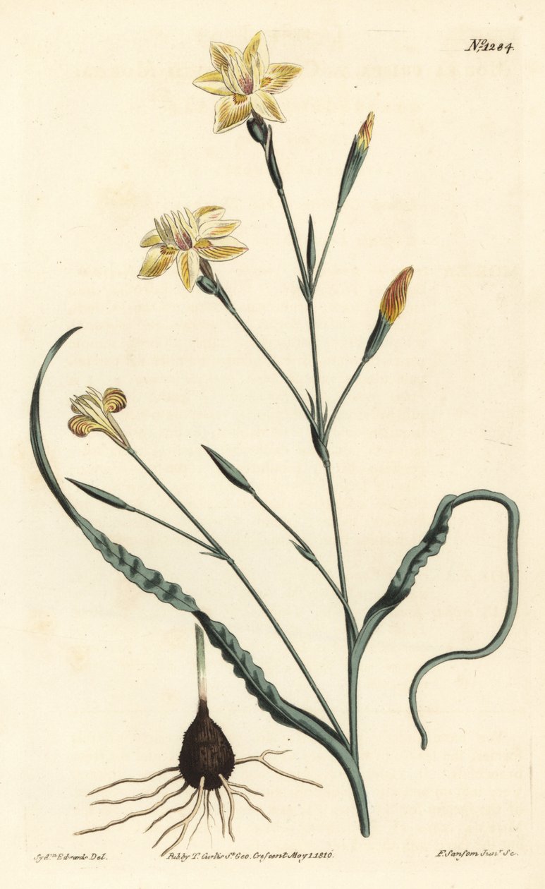 Curled leaved moraea, Moraea crispa by Sydenham Teast Edwards